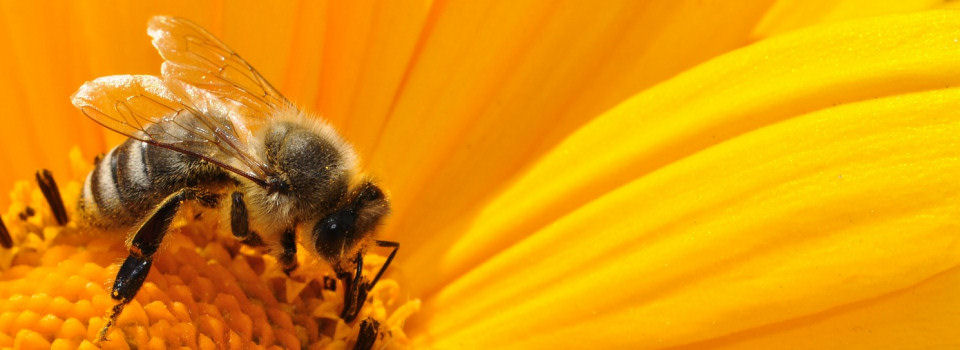 Pogórski Związek Pszczelarzy w Tarnowie